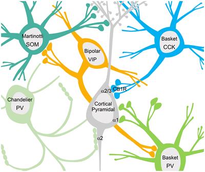 Common Ribs of Inhibitory Synaptic Dysfunction in the Umbrella of Neurodevelopmental Disorders